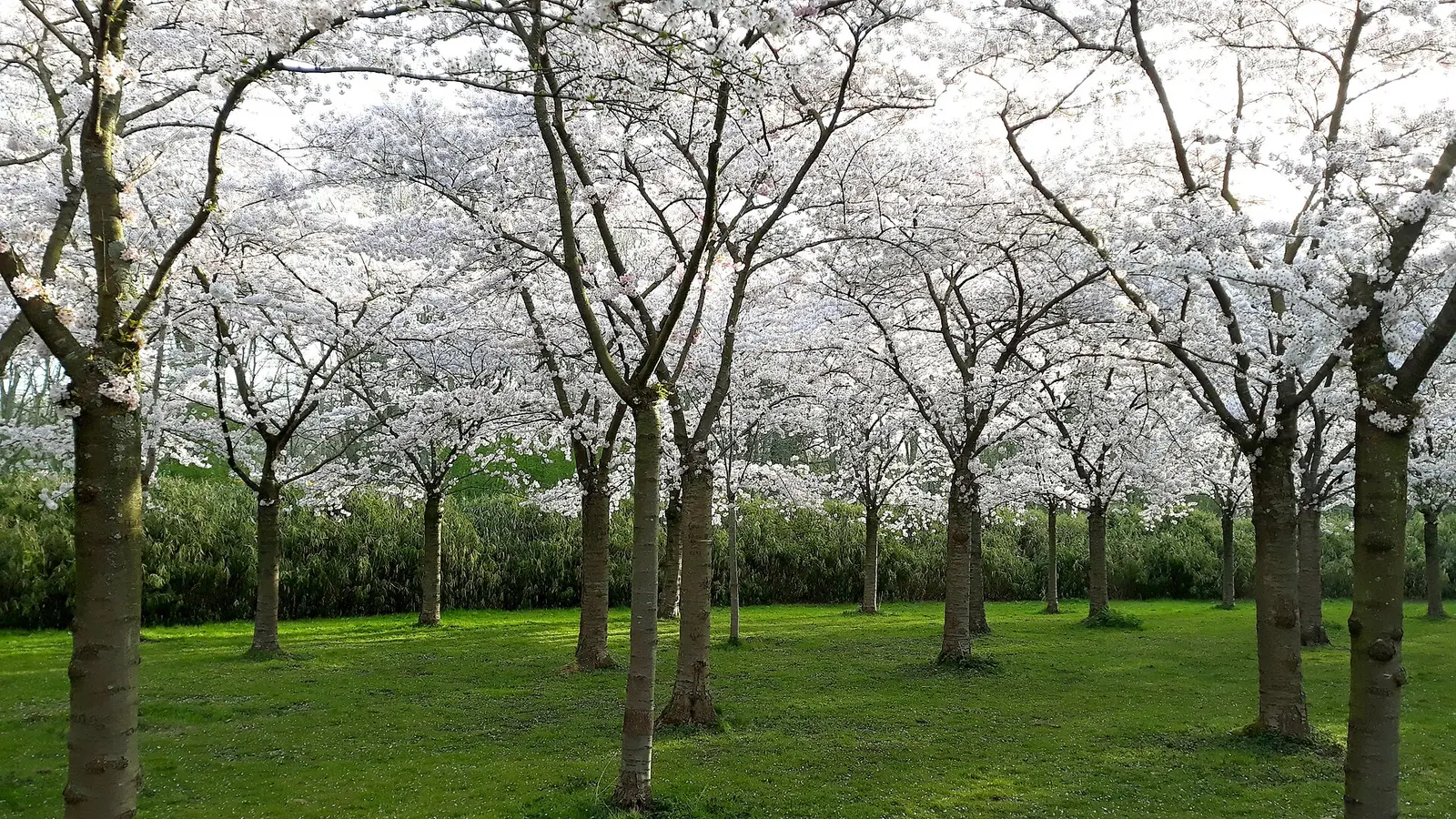 Rows of white-blossoming cherry trees on green grass in the Amsterdamse Bos